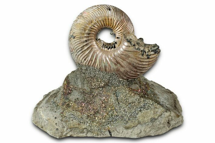 Iridescent, Pyritized Ammonite (Quenstedticeras) Fossil Display #335868